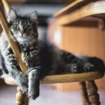 Unlocking Feline Potential: Learning the Fundamentals of Cat Obedience Training