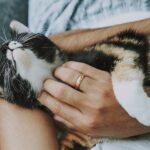 2024’s Pet Whisperer Guide: Overcoming Behavioral Issues with Your Furry Friend