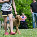 Learning the Fundamentals: Crucial Training Instructions for Your Dog Friend