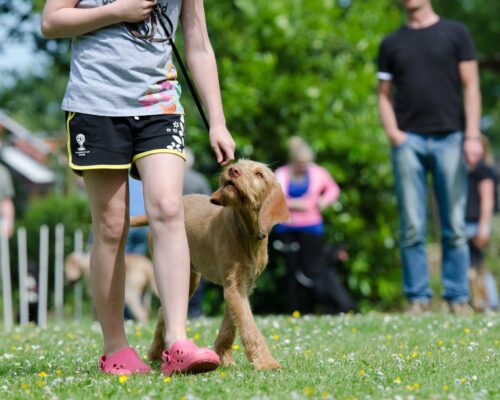 Learning the Fundamentals: Crucial Training Instructions for Your Dog Friend