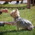 Turning Tails: Innovative Training Techniques for Reactive Dogs in 2024